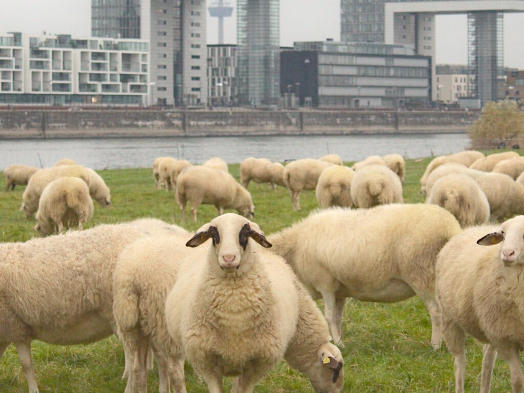 Schafherde grast auf grünem Feld vor Kölner Skyline mit Rhein und modernen Gebäuden